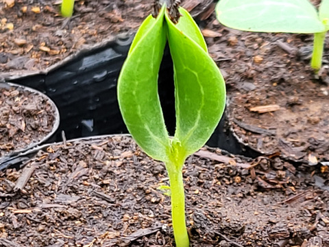 【 訳あり  キズ、色ムラ、変形、虫食いあり】タネから育てた 農薬化学肥料を一切使っていない 小玉 スイカ ２~2.5ｋｇ ｘ １個