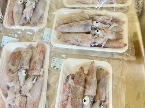 酒のあてに最高‼️【冷凍】とれたて新鮮‼️徳島宍喰産アカイカ(ケンサキイカ)約600g