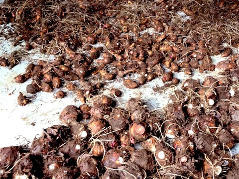 早期割残り僅か！三宅島特産赤芽芋(2kg以上) 農家の雑談カード付き！