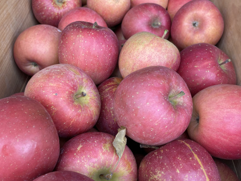 さんふじ規格外のお買い得りんご🍎加工用5キロ