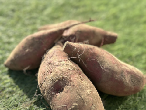 【干し芋用品種】美味しい干し芋を作りたい人は是非！　ほしこがね 2kg