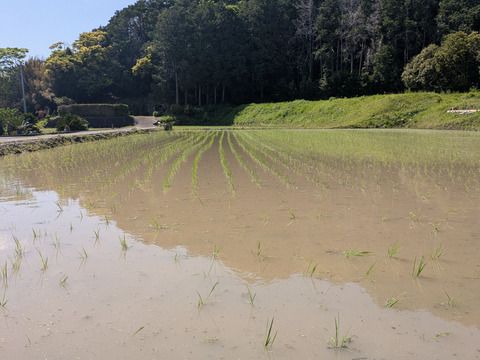【令和７年新米】新米コシヒカリ【１０ｋｇ】千葉県南房総市産