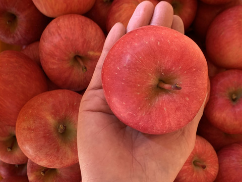 幻の蜜りんご‼️山形県産こうとく丸かじりサイズ【特秀2キロ】