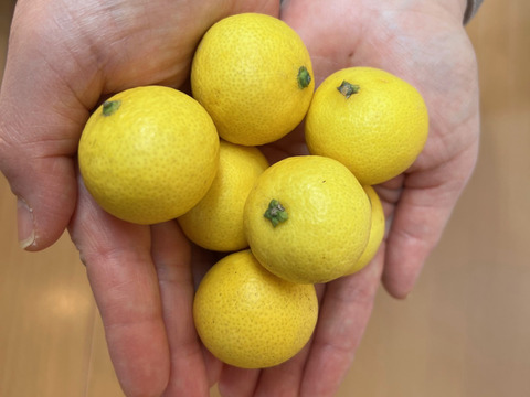 《超》小玉サイズにギュッと詰まった甘味！！みかん・柑橘グランプリ2026金賞受賞！【希少フルーツ】【2026年産】甘ウマ☆小玉・湘南ゴールド（３Sサイズ）　３ｋｇ