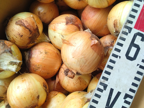 柔らかくてみずみずしい　中生種タマネギ【ターザン】箱込み5キロ