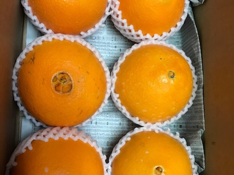 国産（三ヶ日）ネーブルオレンジ（6玉）4㎏