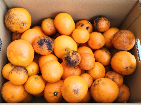 《農薬不使用》サイズ不揃い温州みかん(加工用・5kg)