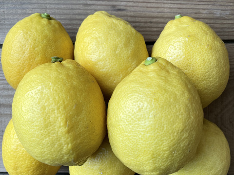 〔秀・優〕完熟イエロー果汁たっぷり！『ATAMI de LEMON®』5Kg- 爽やか芳醇- 品種お任せ