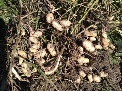 茹でておいしい。味のよい半立系の生落花生です。自然栽培の生落花生１kg　化学肥料・動物由来の肥料、農薬も除草剤も不使用です。
ちょっと小粒です。泥付きなので、洗ってから調理を！