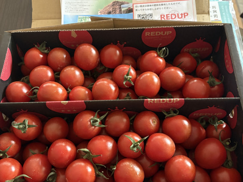 【特別栽培農産物の取得】ソムリエミニトマト　プラチナ　１.５kg（７５玉～９０玉）