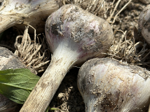 【農薬化学肥料不使用】ホクッとにんにくとても甘い！500g7個~10個