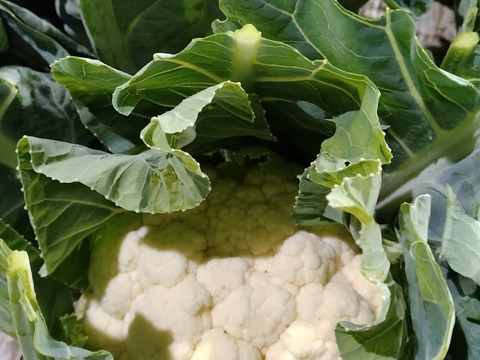 北海道産カリフラワー　6㎏（8～9玉）