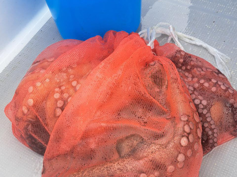 豊後マダコ  ３kg