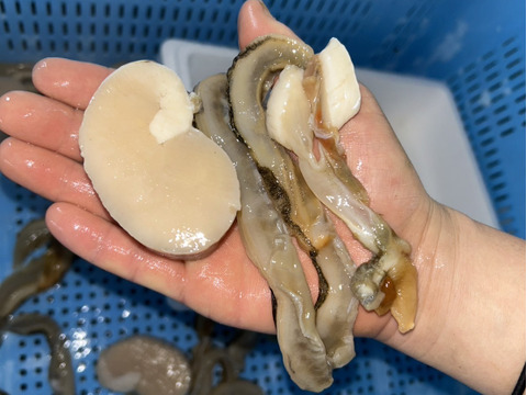 日間賀島産【天然 平貝（タイラギ）】
春が旬，貝柱，貝紐，玉｜刺身用・寿司ネタ・高級貝・産地直送|下処理済発送‼︎4枚