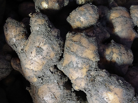 【つちなし】パンチのきいた辛さ！大きめサイズの親生姜１キロ