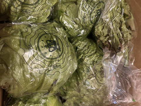 淡路島レタス、6玉