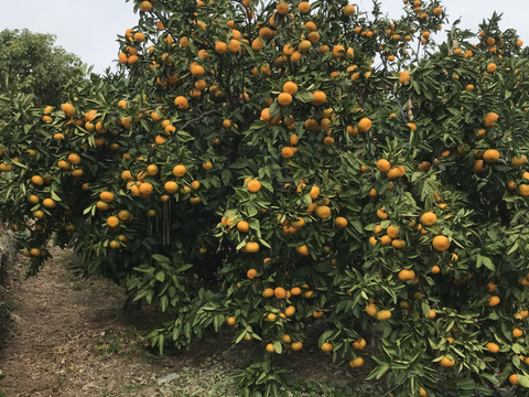 【柑橘食べ比べ】希少・蔵出し・糖度１５度以上　尾崎・石地　10kg