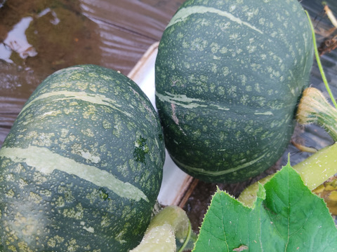 🎃たっぷり大容量！ほくほく甘く濃厚！太陽の恵みで育った「えびすカボチャ」約7～8kg（5〜7玉）｜煮物・天ぷら・スープにも｜農薬・化成肥料不使用🎃