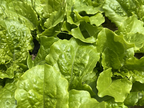 【新鮮！】野菜サラダセットと春の野菜たち （標準サイズ）