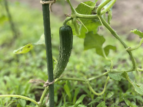 丹波産‼️夏野菜Mセット‼️