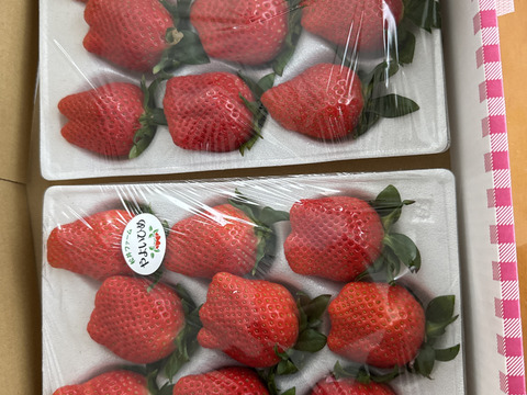 令和4年度 農林水産大臣賞受賞！贈答用いちご「やよいひめ」化粧箱入り（約800 g）