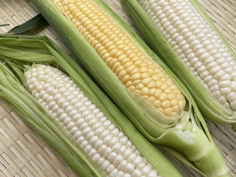 白と黄色のとうもろこし食べ比べセット🌽5本ずつ［合計10本］