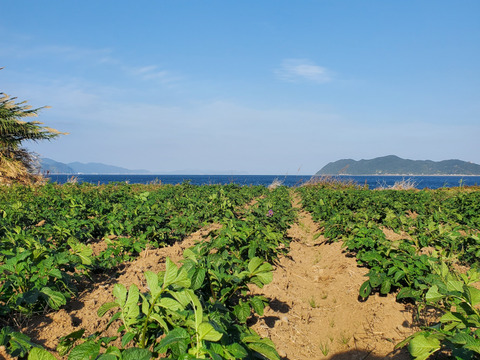 いつものごはんが、少し楽しみになる。島じゃがいもの食べ比べ｜デジマ&グラウンドペチカ ５kg詰め合わせ