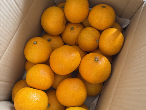 パリッ！ほどよい酸味と苦みが美味しい八朔好きのための八朔（箱込み１０kg L~LL玉中心）