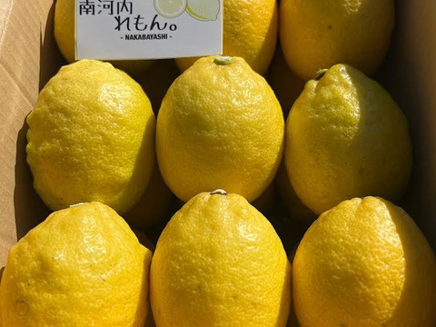 【南河内産レモン】キズあり 約3キロ(16～20個)