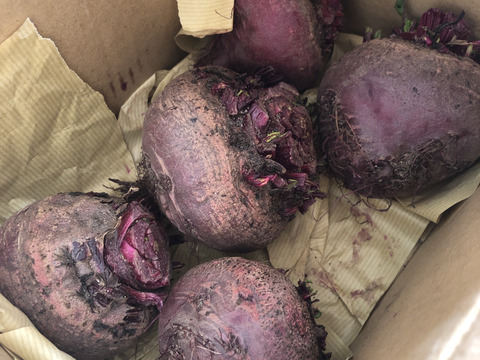 【1kg】畑のルビー‼️食べる輸血と話題の赤穂ビーツ