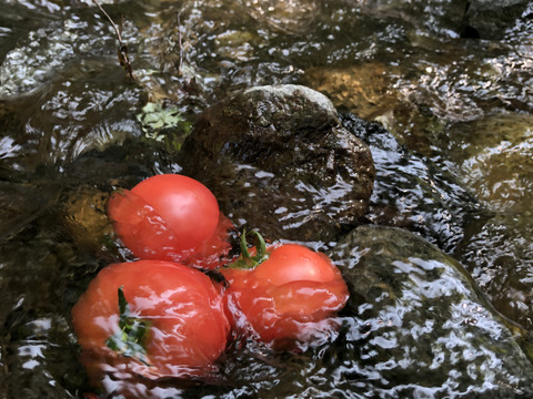 【夏ギフト】湧き水で育てた　北海道産大玉トマト　『とまのすけ』4㌔（18~24個）【ご注文可能期間～8/31まで】