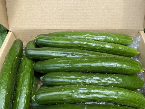 暑いので、クール便‼️採れたての胡瓜を味わってほしい‼️2キロ入‼️