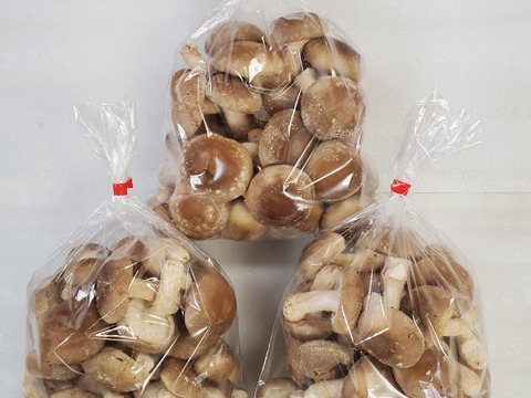 新鮮！用途多彩！生しいたけ（菌床）　1.5kg
