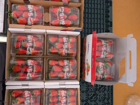 三重県産いちご章姫　約250g×4p