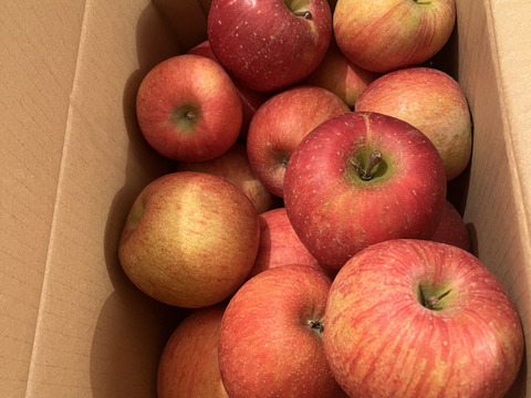 こだわりの葉取らずふじ 家庭用 さんフジ 山形 朝日町産 りんご 約5kg 20個程度