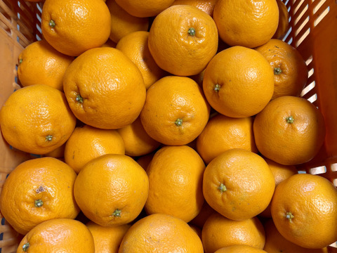 ぷりぷり食感！広島県産 ｢はるみ｣ 10kg