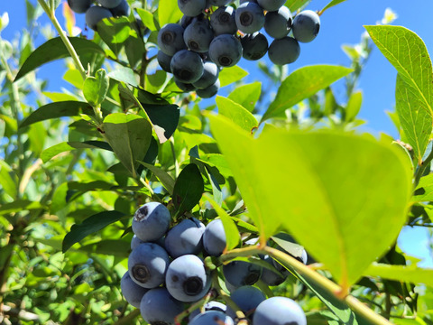《生食用》完熟 生ブルーベリー 2kg
甘くてパクパク食べちゃう(^-^)