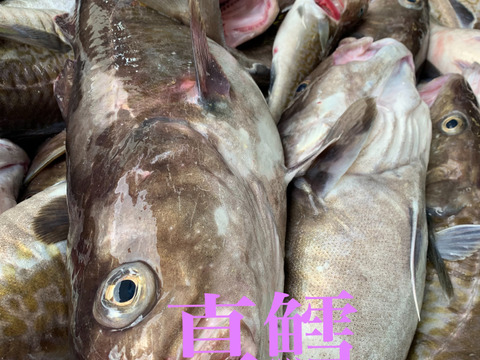 秋田県産　‼️真鱈BOX‼️［タラ］メス5キロ