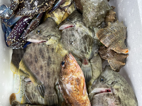 瀬戸内海の旬　船上活〆鮮魚BOX【お試しセット】