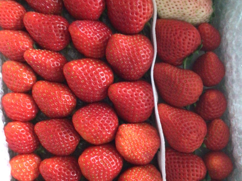 春SALE!!トクトク🍓いちごの宝石箱
朝摘み完熟酵素栽培のこだわりいちご
【いちご食べ比べ】３種食べ比べ！