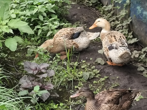 色々な卵３0個と美味しい野草3種のセット　合鴨アヒルの卵野菜セット