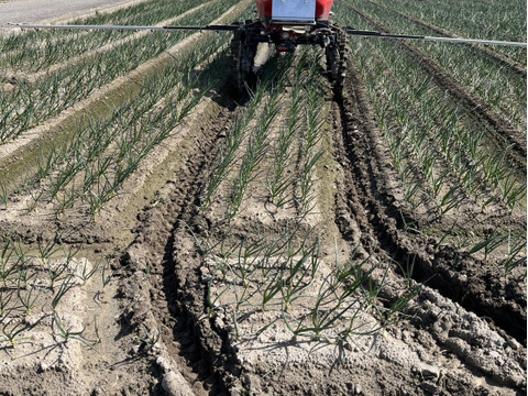 【淡路島直送】春を告げる新玉ねぎ「ボルト」/極上の甘さと瑞々しさ　５kg（サイズ混合）