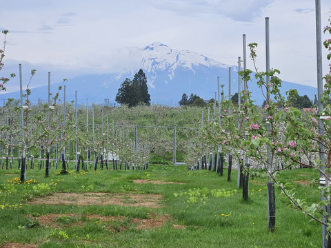 食べ比べ！！青森県産3品種詰合せりんご約3㎏（キャップ8～10個）