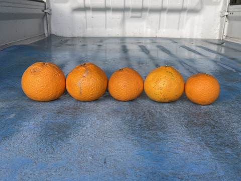 果汁たっぷり！紅八朔　9kg  家庭用