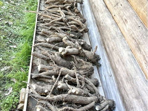 【京都美山】田歌の周年ごぼう　1kg