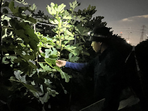 【冷凍/皮むき】城陽産完熟加工用いちじく 2kg