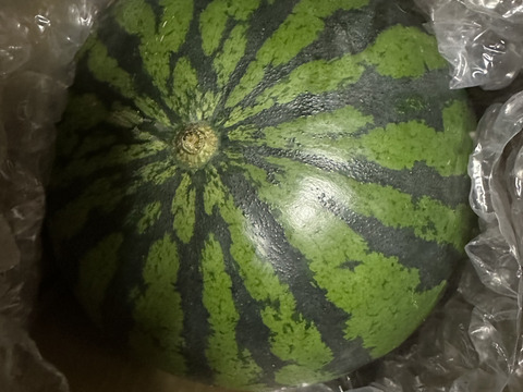 【完売】ありがとうございました🙇‍♂️“特選”大玉スイカ🍉3L （8〜9kg）   1玉入り　一つ一つ厳選してお届けします🧑‍🌾