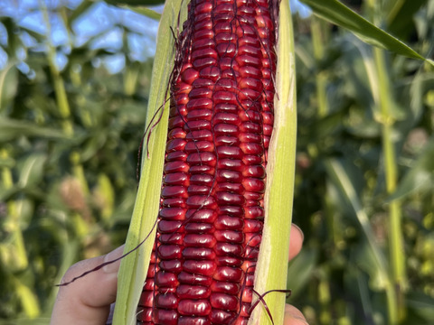 山形の大和ルージュ5本入り