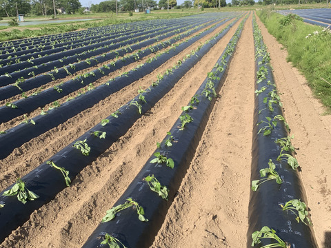 『訳ありお買い得品』田んぼで作るミニさつまいも (10kg) (土付き)(紅はるか) (茨城県産)