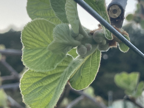 糖度13℃以上！甘すっぱい王道キウイ！『ヘイワード』2キロ